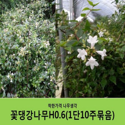 꽃댕강 득템 후기🌸 역대급 할인 놓치지 마세요!