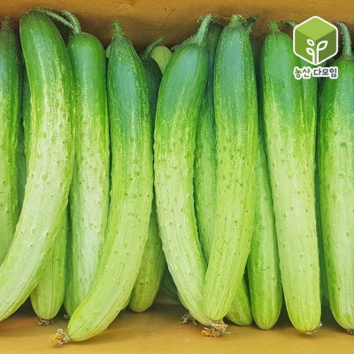 못난이 백오이 득템! 🥒 솔직 후기 & 할인 정보
