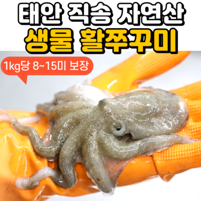 탱글탱글! 국내 쭈꾸미 할인에 득템 후기🐙