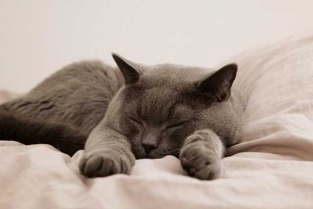 직장의고양이010.jpg